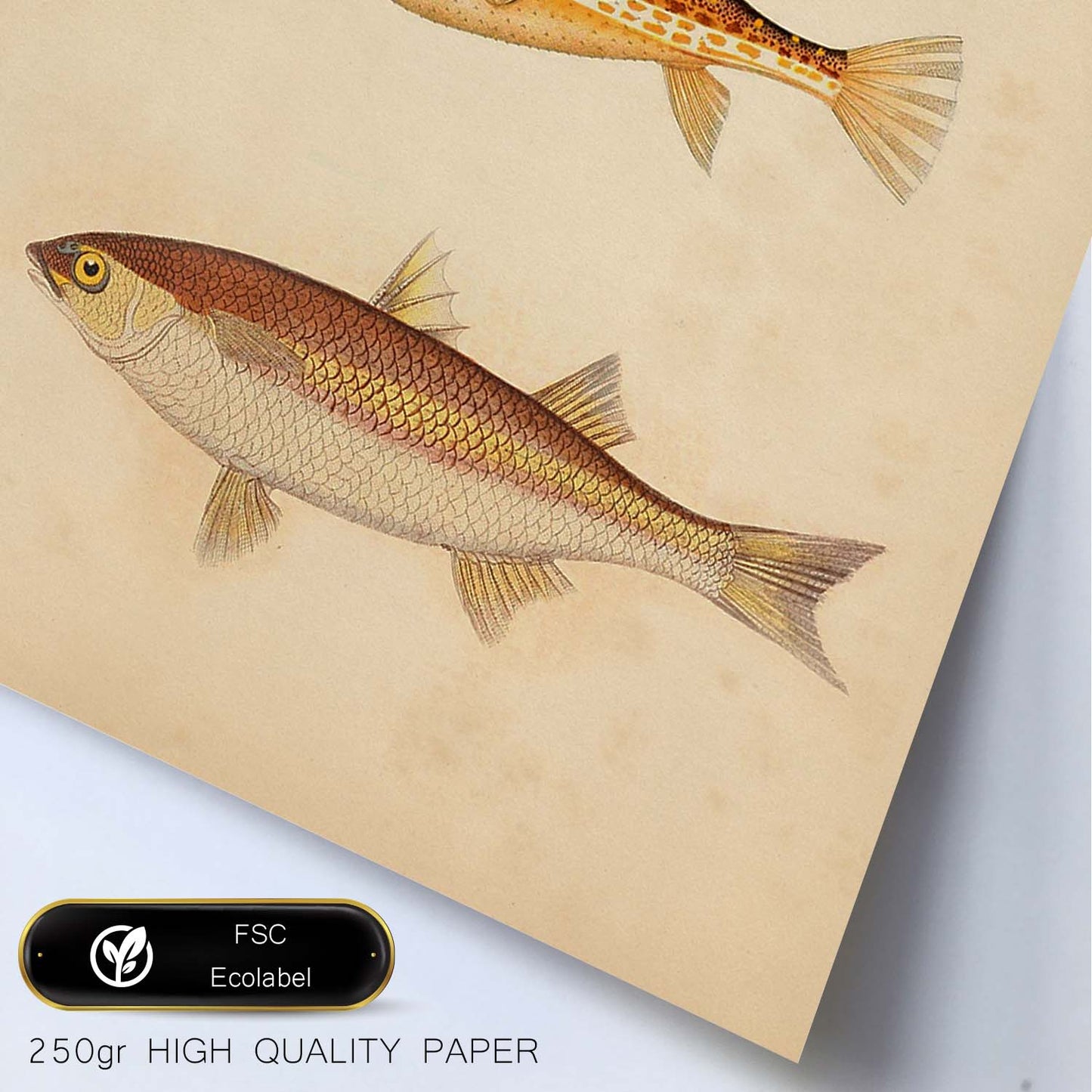 Lámina de tres peces marron, beige y naranja en , fondo papel vintage.-Artwork-Nacnic-Nacnic Estudio SL