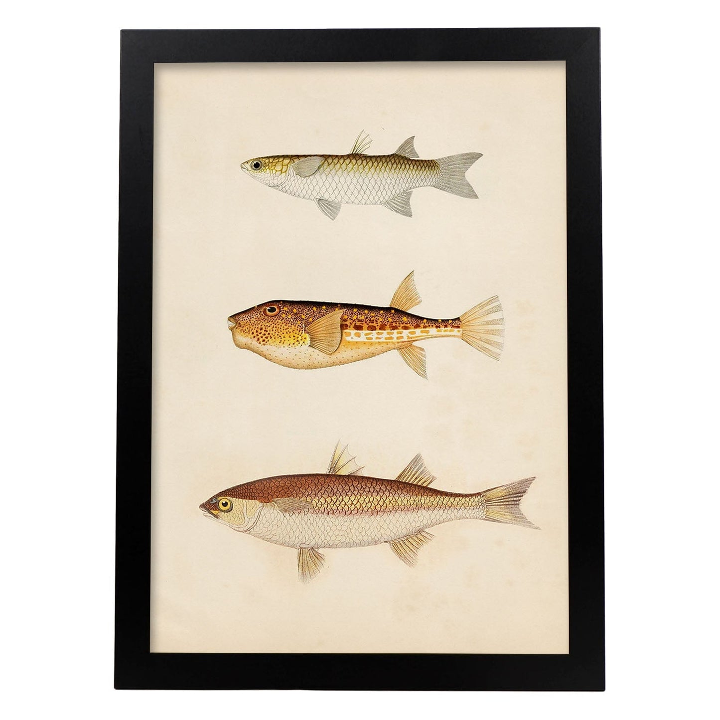 Lámina de tres peces marron, beige y naranja en , fondo papel vintage.-Artwork-Nacnic-A3-Marco Negro-Nacnic Estudio SL