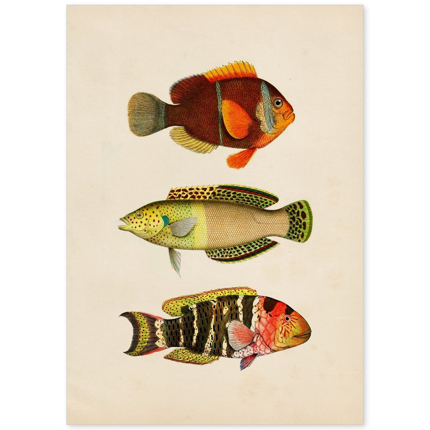 Lámina de tres peces naranja, amarillo, verde y rojo en , fondo papel vintage.-Artwork-Nacnic-A4-Sin marco-Nacnic Estudio SL