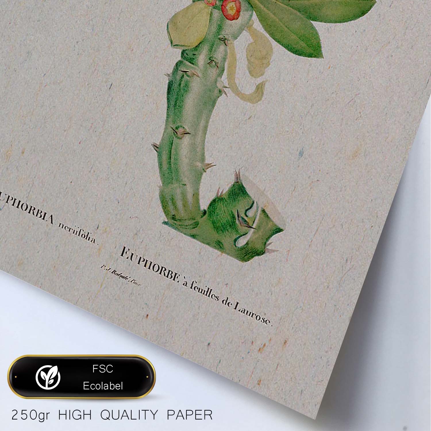 Lámina Naturaleza - 001. Pósters con ilustraciones en acuarela de Pierre-Joseph Redouté.-Artwork-Nacnic-Nacnic Estudio SL