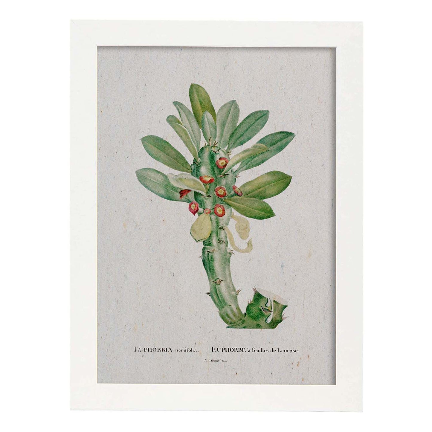 Lámina Naturaleza - 001. Pósters con ilustraciones en acuarela de Pierre-Joseph Redouté.-Artwork-Nacnic-A4-Marco Blanco-Nacnic Estudio SL