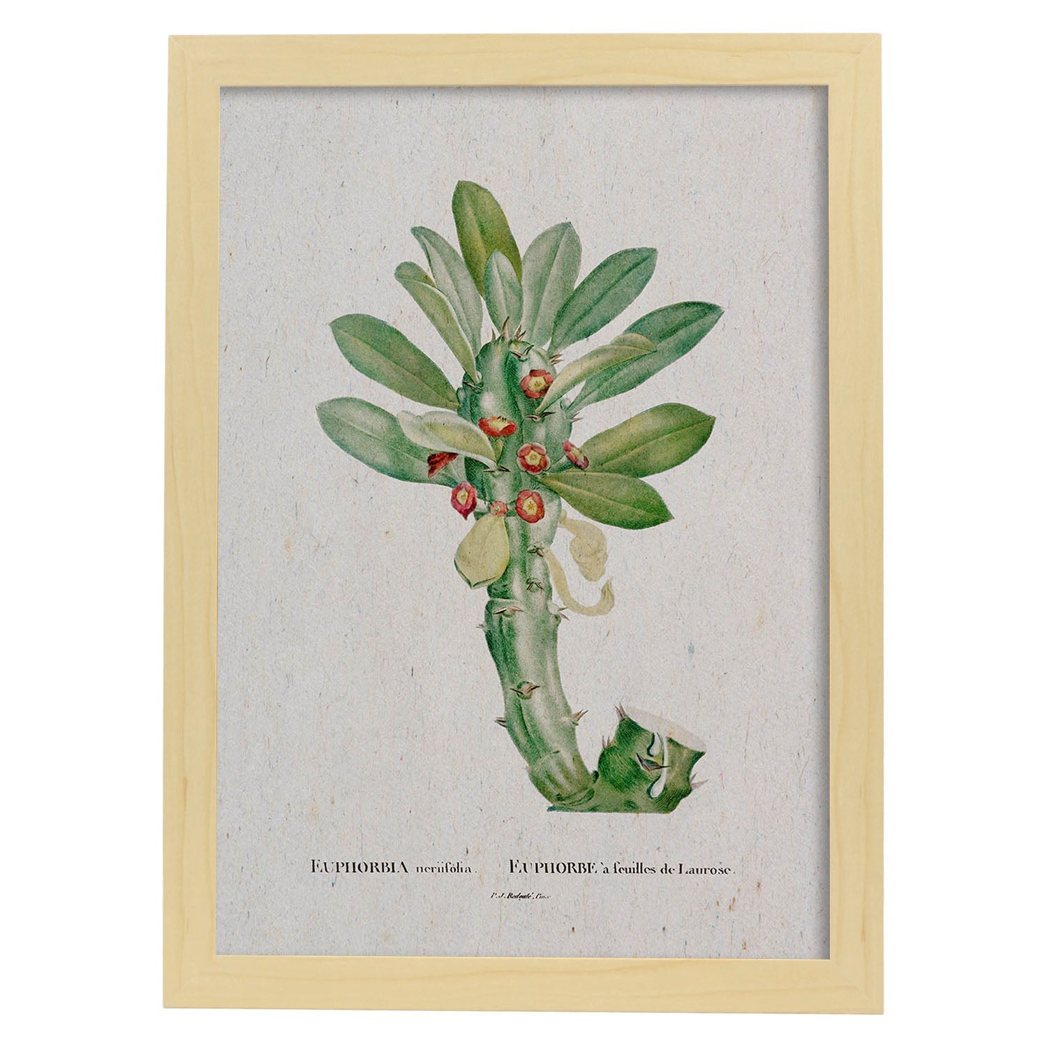 Lámina Naturaleza - 001. Pósters con ilustraciones en acuarela de Pierre-Joseph Redouté.-Artwork-Nacnic-A4-Marco Madera clara-Nacnic Estudio SL