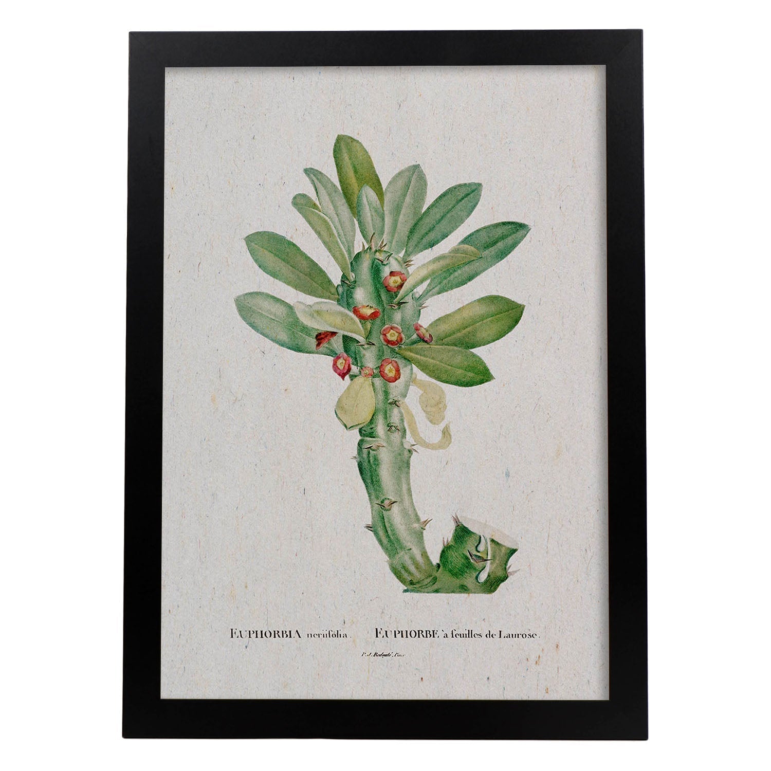 Lámina Naturaleza - 001. Pósters con ilustraciones en acuarela de Pierre-Joseph Redouté.-Artwork-Nacnic-A4-Marco Negro-Nacnic Estudio SL