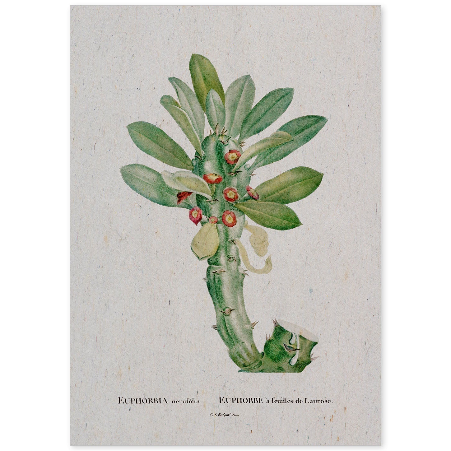 Lámina Naturaleza - 001. Pósters con ilustraciones en acuarela de Pierre-Joseph Redouté.-Artwork-Nacnic-A4-Sin marco-Nacnic Estudio SL