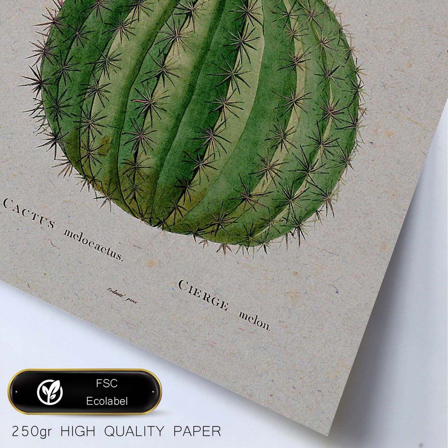 Lámina Naturaleza - 003. Pósters con ilustraciones en acuarela de Pierre-Joseph Redouté.-Artwork-Nacnic-Nacnic Estudio SL