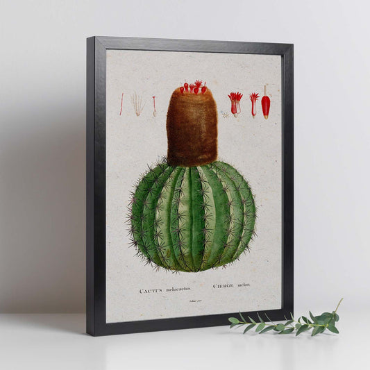 Lámina Naturaleza - 003. Pósters con ilustraciones en acuarela de Pierre-Joseph Redouté.-Artwork-Nacnic-Nacnic Estudio SL