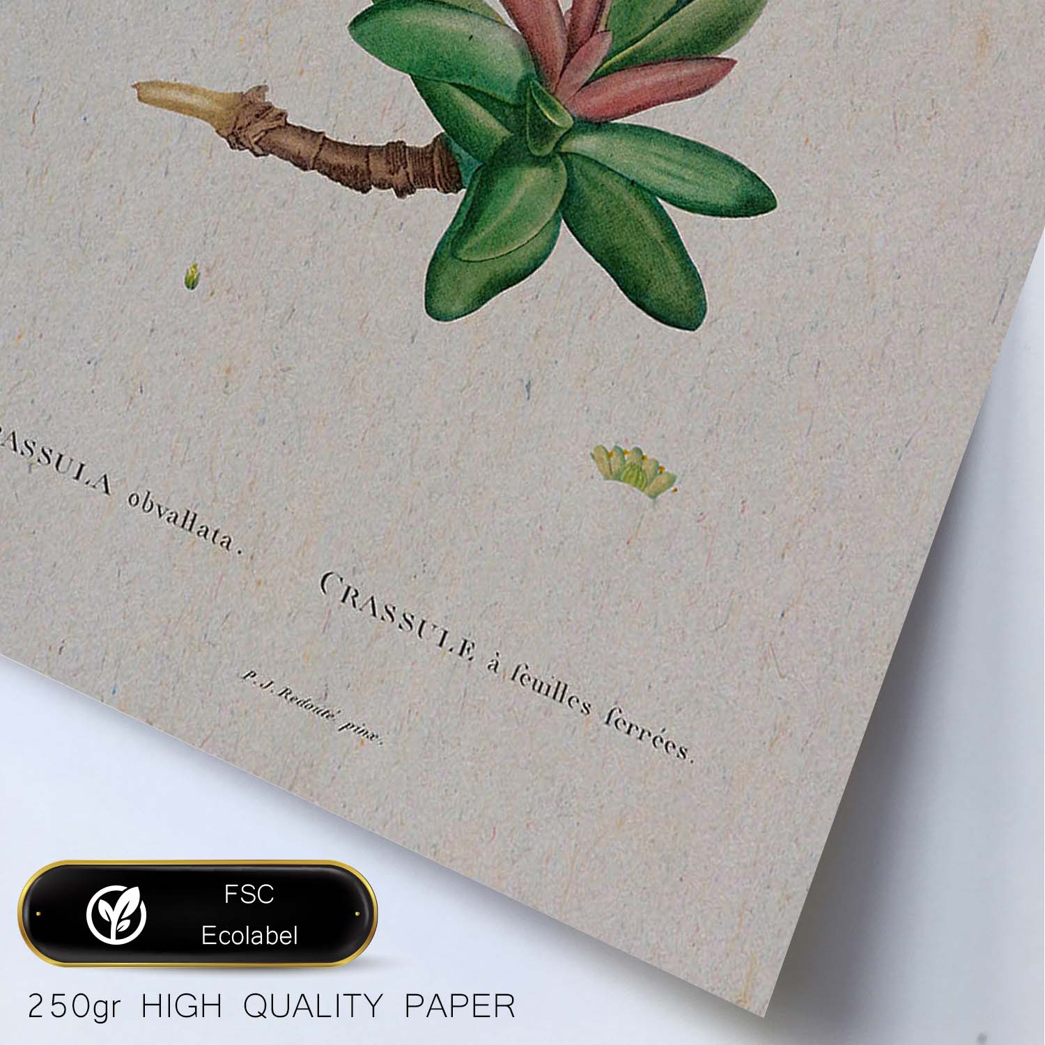 Lámina Naturaleza - 012. Pósters con ilustraciones en acuarela de Pierre-Joseph Redouté.-Artwork-Nacnic-Nacnic Estudio SL