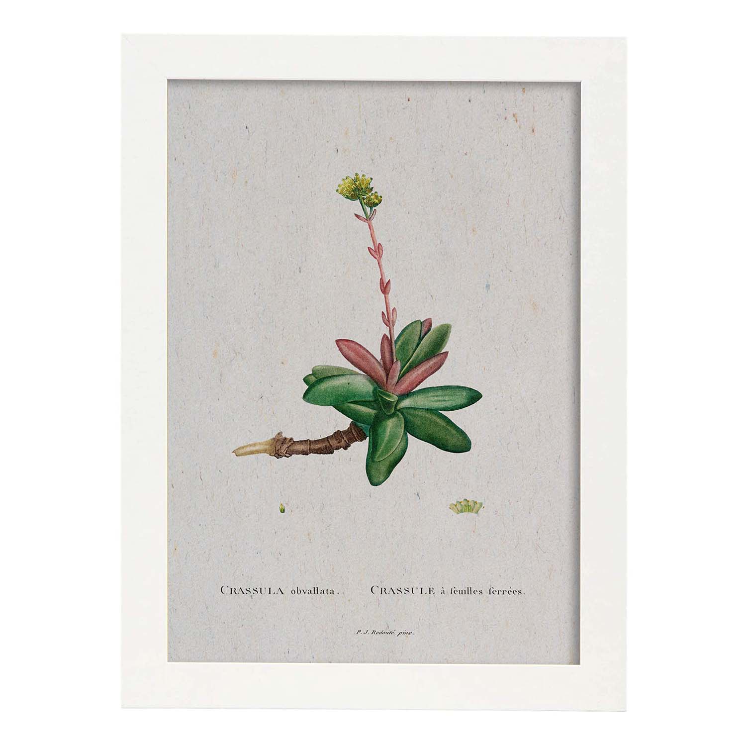 Lámina Naturaleza - 012. Pósters con ilustraciones en acuarela de Pierre-Joseph Redouté.-Artwork-Nacnic-A3-Marco Blanco-Nacnic Estudio SL