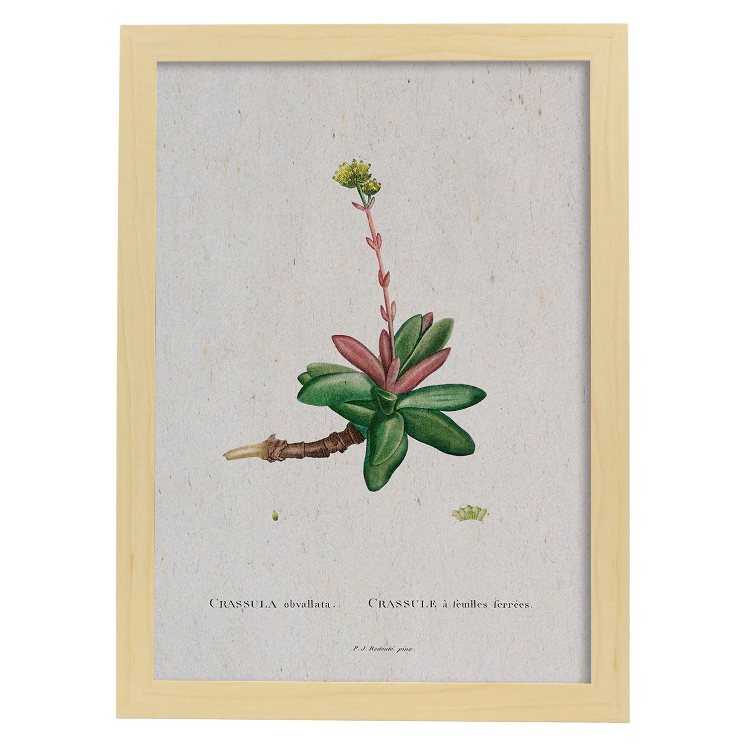 Lámina Naturaleza - 012. Pósters con ilustraciones en acuarela de Pierre-Joseph Redouté.-Artwork-Nacnic-A3-Marco Madera clara-Nacnic Estudio SL