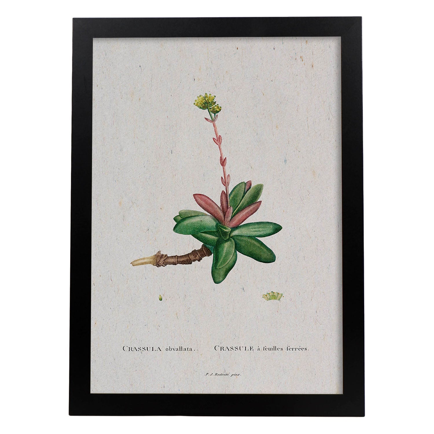 Lámina Naturaleza - 012. Pósters con ilustraciones en acuarela de Pierre-Joseph Redouté.-Artwork-Nacnic-A3-Marco Negro-Nacnic Estudio SL