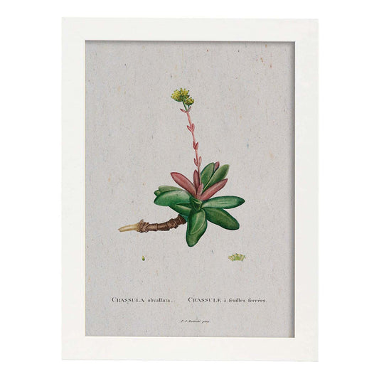 Lámina Naturaleza - 012. Pósters con ilustraciones en acuarela de Pierre-Joseph Redouté.-Artwork-Nacnic-A4-Marco Blanco-Nacnic Estudio SL