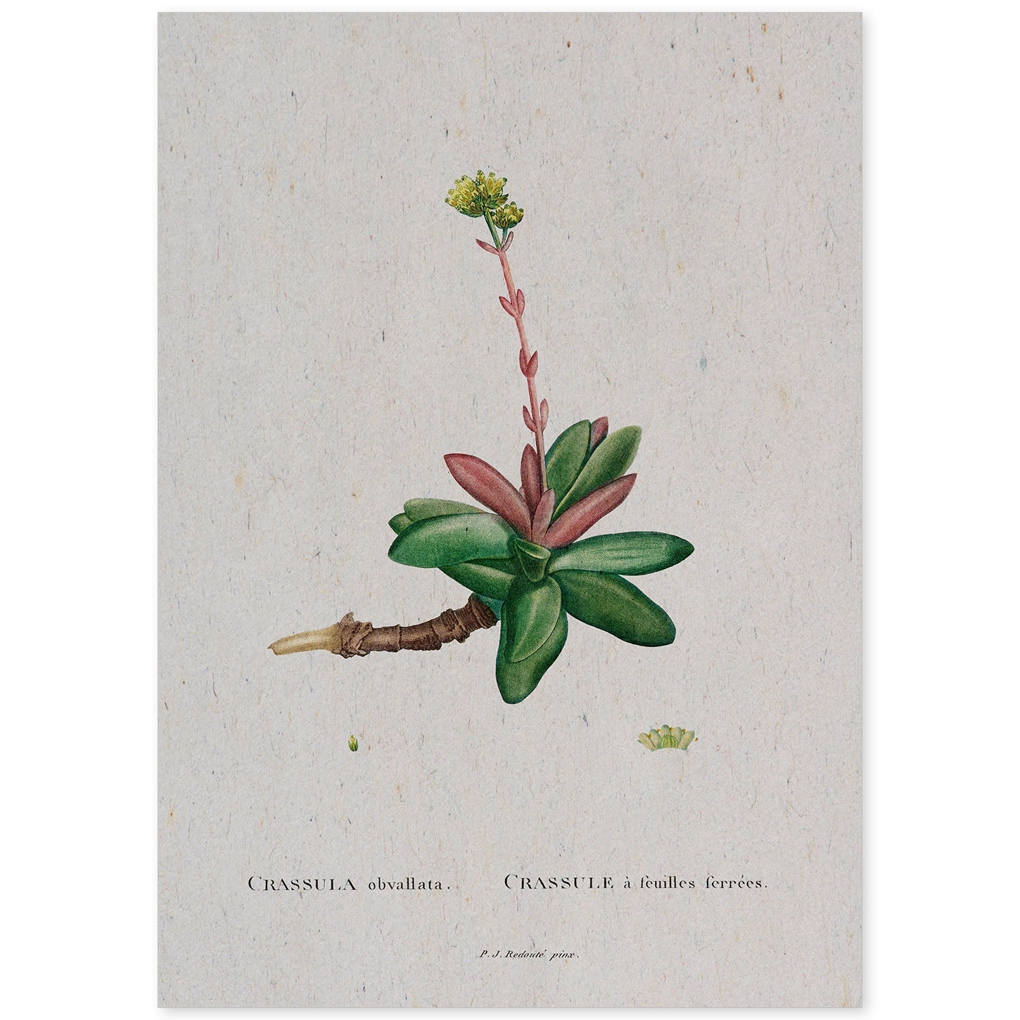 Lámina Naturaleza - 012. Pósters con ilustraciones en acuarela de Pierre-Joseph Redouté.-Artwork-Nacnic-A4-Sin marco-Nacnic Estudio SL