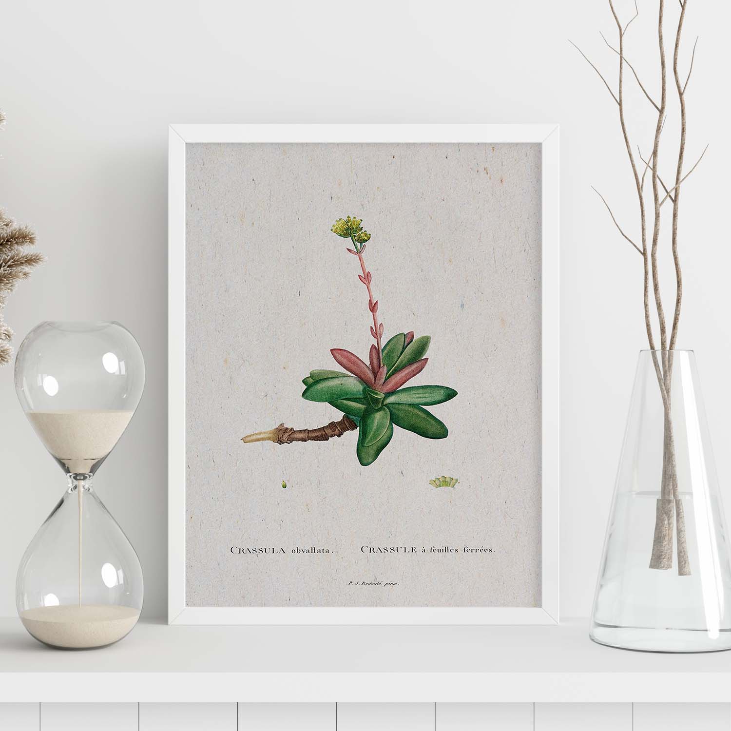 Lámina Naturaleza - 012. Pósters con ilustraciones en acuarela de Pierre-Joseph Redouté.-Artwork-Nacnic-Nacnic Estudio SL