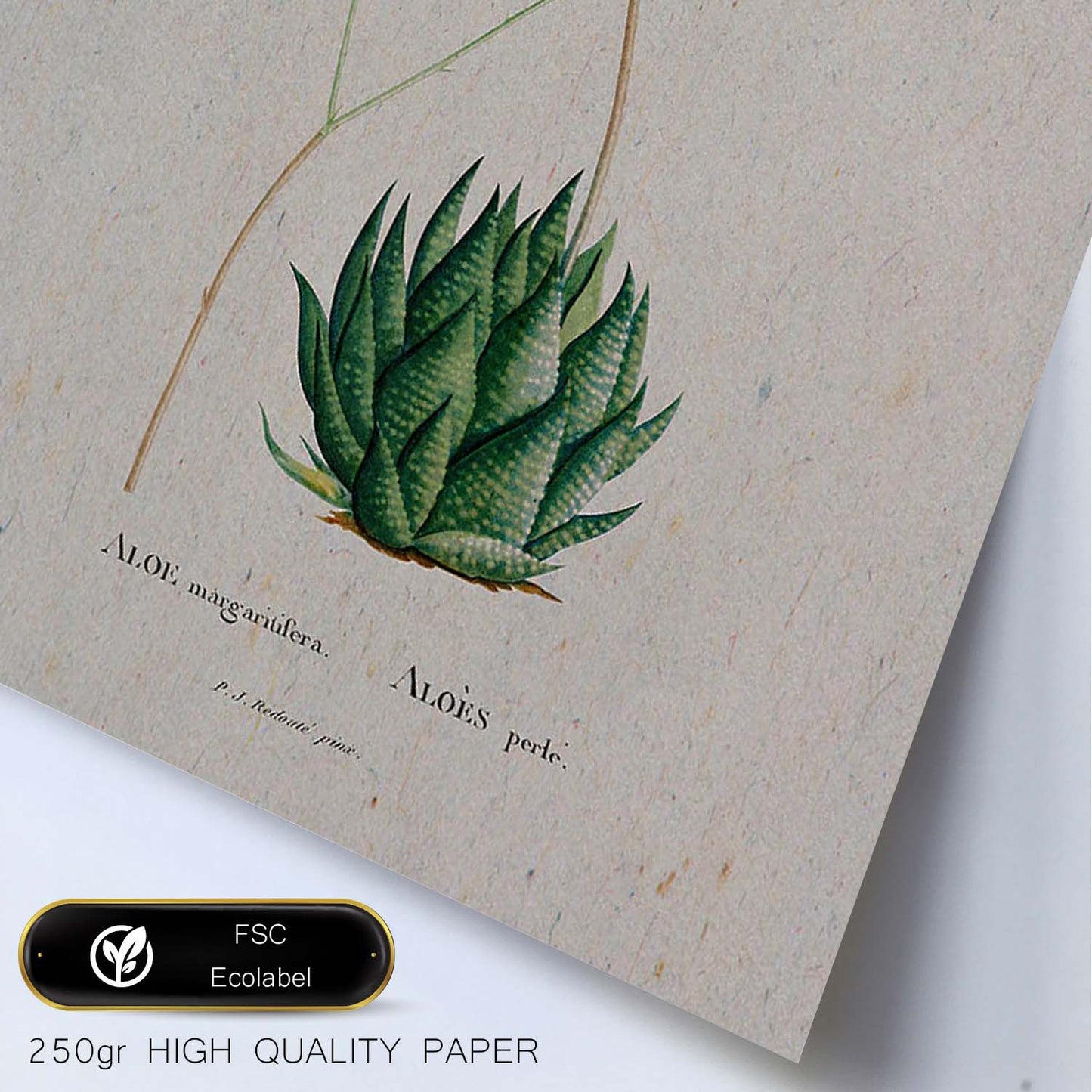 Lámina Naturaleza - 014. Pósters con ilustraciones en acuarela de Pierre-Joseph Redouté.-Artwork-Nacnic-Nacnic Estudio SL