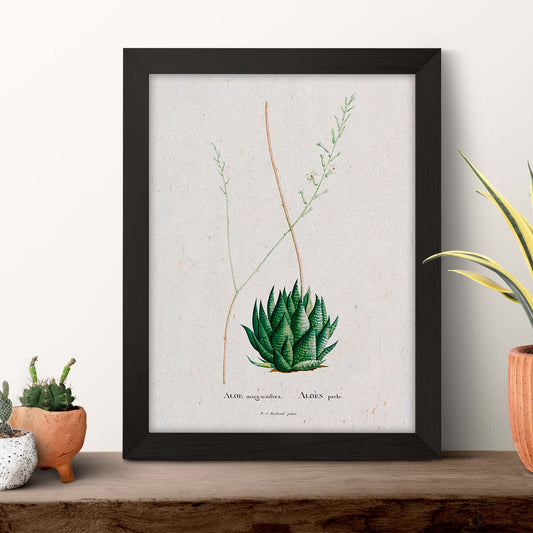 Lámina Naturaleza - 014. Pósters con ilustraciones en acuarela de Pierre-Joseph Redouté.-Artwork-Nacnic-Nacnic Estudio SL