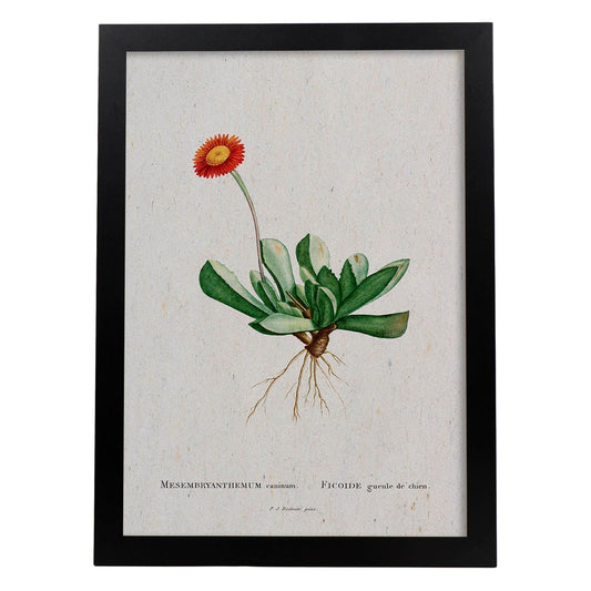 Lámina Naturaleza - 018. Pósters con ilustraciones en acuarela de Pierre-Joseph Redouté.-Artwork-Nacnic-A4-Marco Negro-Nacnic Estudio SL