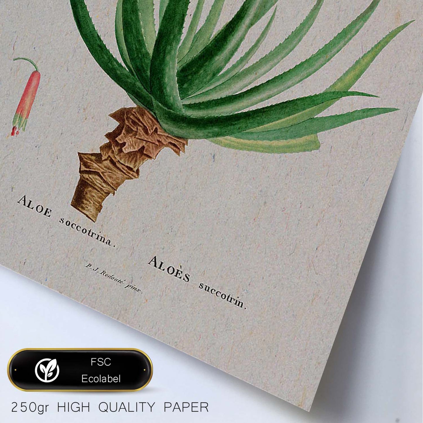 Lámina Naturaleza - 020. Pósters con ilustraciones en acuarela de Pierre-Joseph Redouté.-Artwork-Nacnic-Nacnic Estudio SL