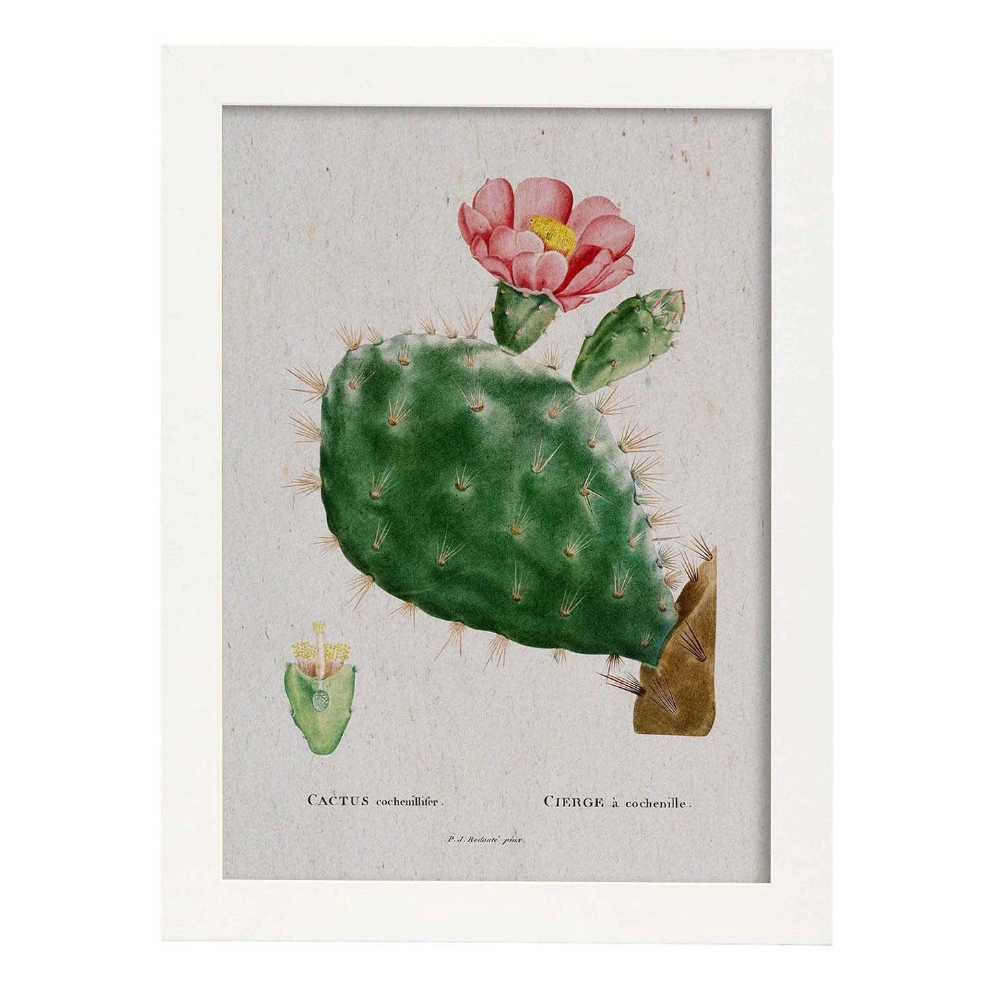 Lámina Naturaleza - 028. Pósters con ilustraciones en acuarela de Pierre-Joseph Redouté.-Artwork-Nacnic-A4-Marco Blanco-Nacnic Estudio SL