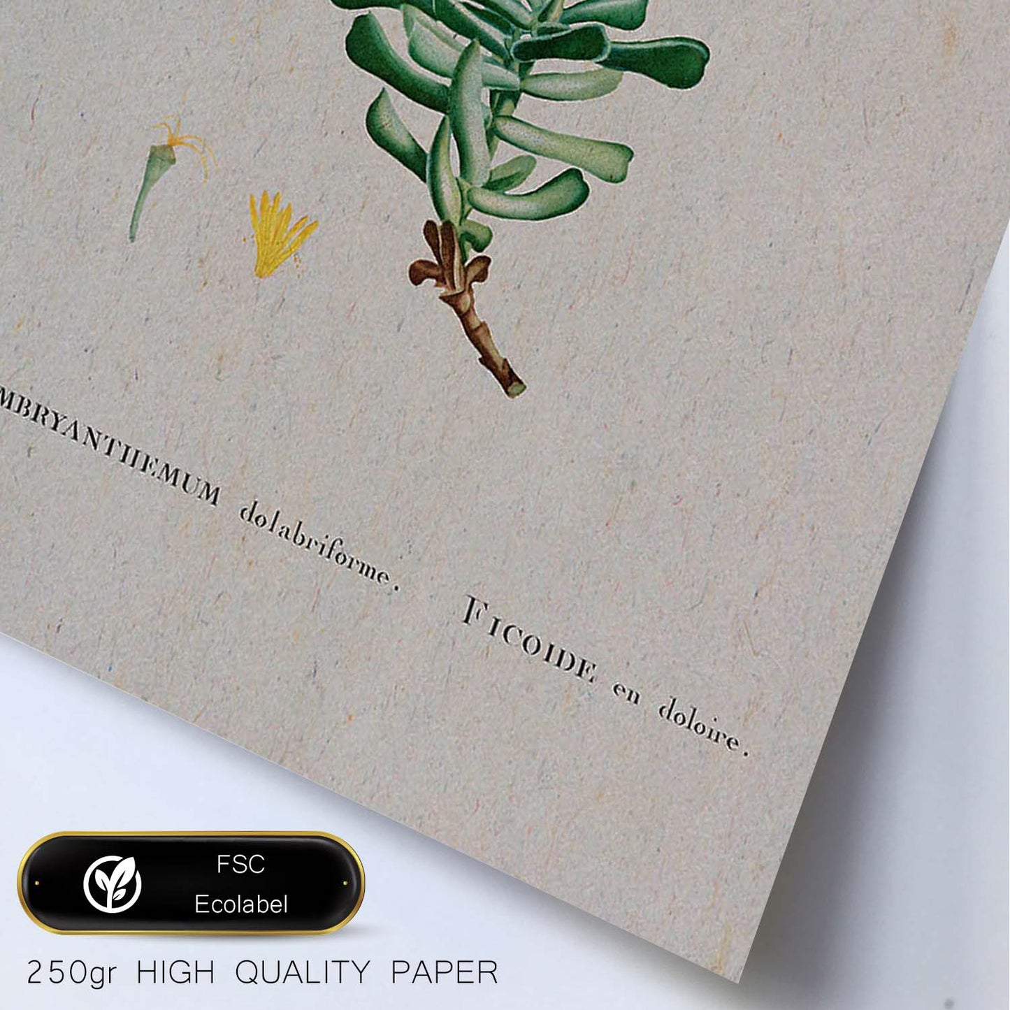 Lámina Naturaleza - 032. Pósters con ilustraciones en acuarela de Pierre-Joseph Redouté.-Artwork-Nacnic-Nacnic Estudio SL