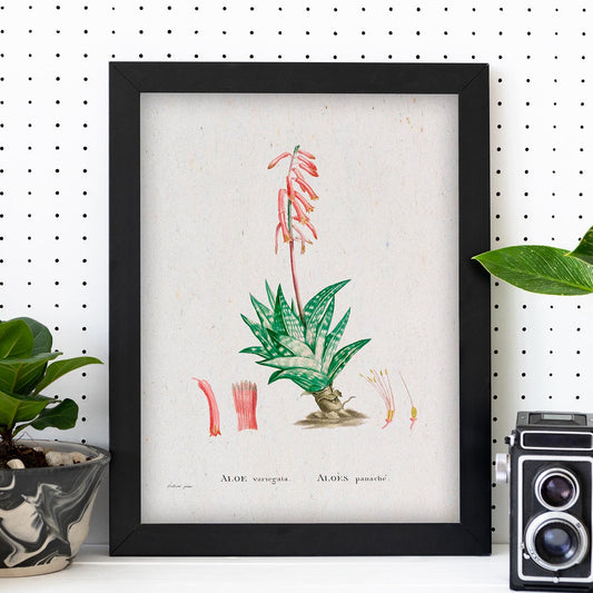 Lámina Naturaleza - 036. Pósters con ilustraciones en acuarela de Pierre-Joseph Redouté.-Artwork-Nacnic-Nacnic Estudio SL