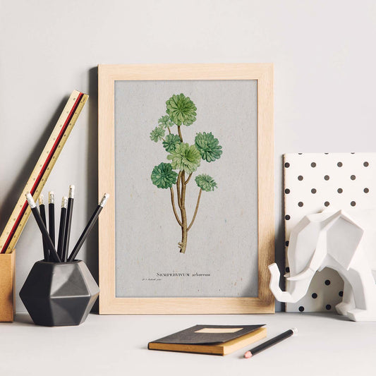 Lámina Naturaleza - 037. Pósters con ilustraciones en acuarela de Pierre-Joseph Redouté.-Artwork-Nacnic-Nacnic Estudio SL