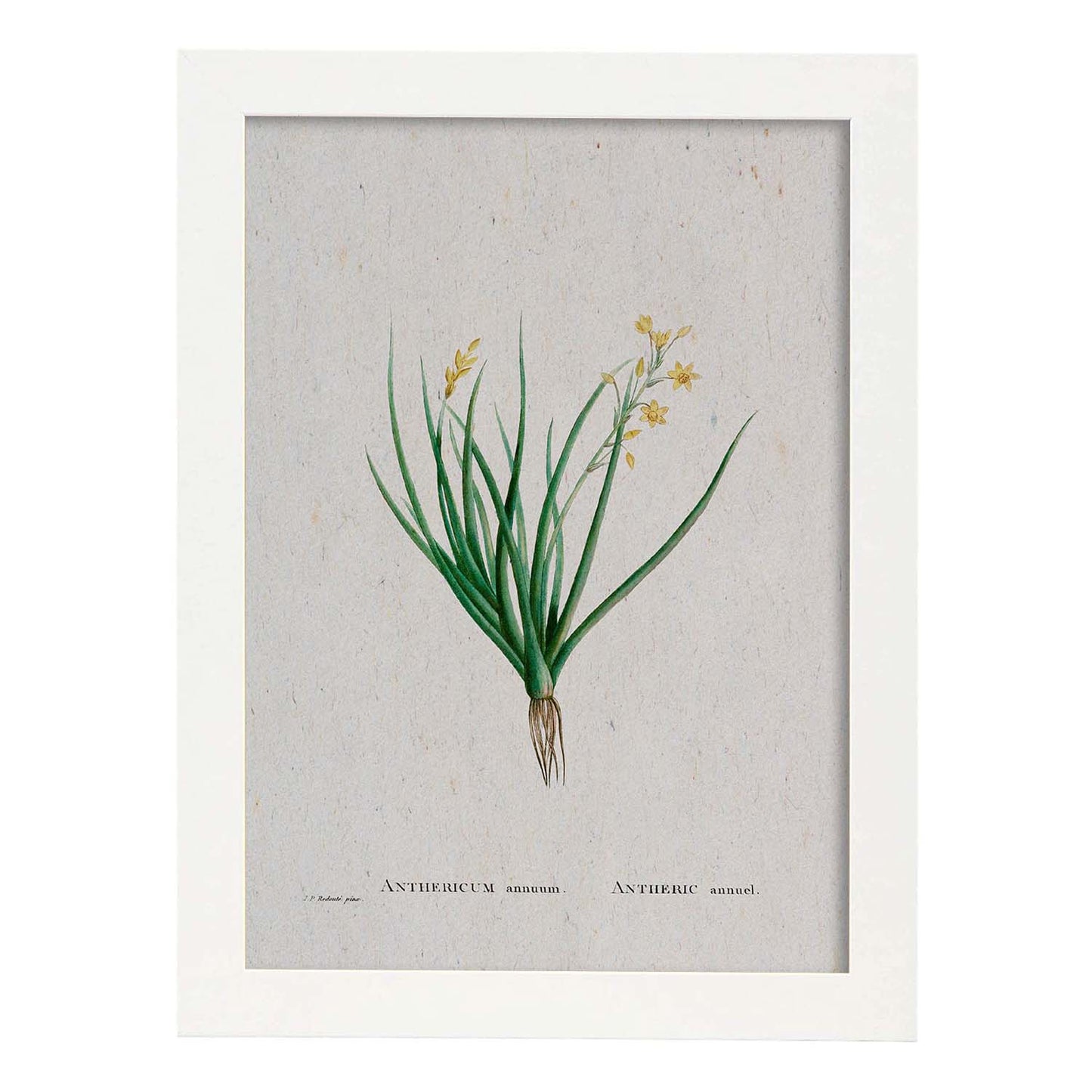 Lámina Naturaleza - 044. Pósters con ilustraciones en acuarela de Pierre-Joseph Redouté.-Artwork-Nacnic-A3-Marco Blanco-Nacnic Estudio SL