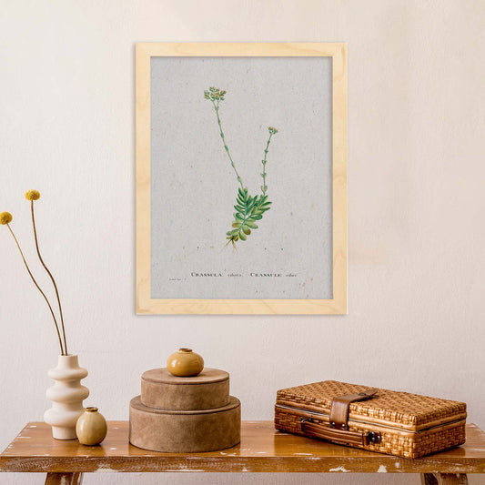 Lámina Naturaleza - 045. Pósters con ilustraciones en acuarela de Pierre-Joseph Redouté.-Artwork-Nacnic-Nacnic Estudio SL