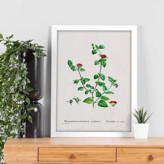 Lámina Naturaleza - 049. Pósters con ilustraciones en acuarela de Pierre-Joseph Redouté.-Artwork-Nacnic-Nacnic Estudio SL