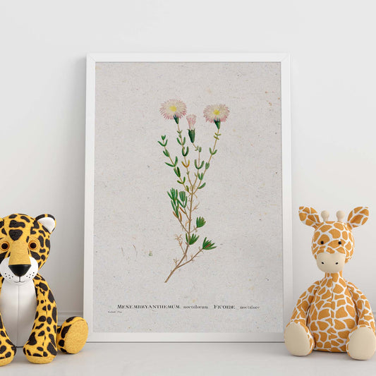 Lámina Naturaleza - 051. Pósters con ilustraciones en acuarela de Pierre-Joseph Redouté.-Artwork-Nacnic-Nacnic Estudio SL