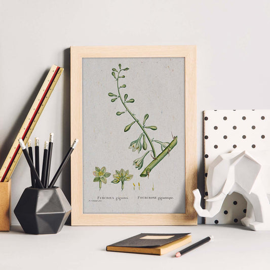 Lámina Naturaleza - 052. Pósters con ilustraciones en acuarela de Pierre-Joseph Redouté.-Artwork-Nacnic-Nacnic Estudio SL