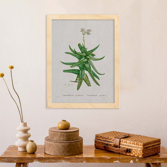 Lámina Naturaleza - 054. Pósters con ilustraciones en acuarela de Pierre-Joseph Redouté.-Artwork-Nacnic-Nacnic Estudio SL