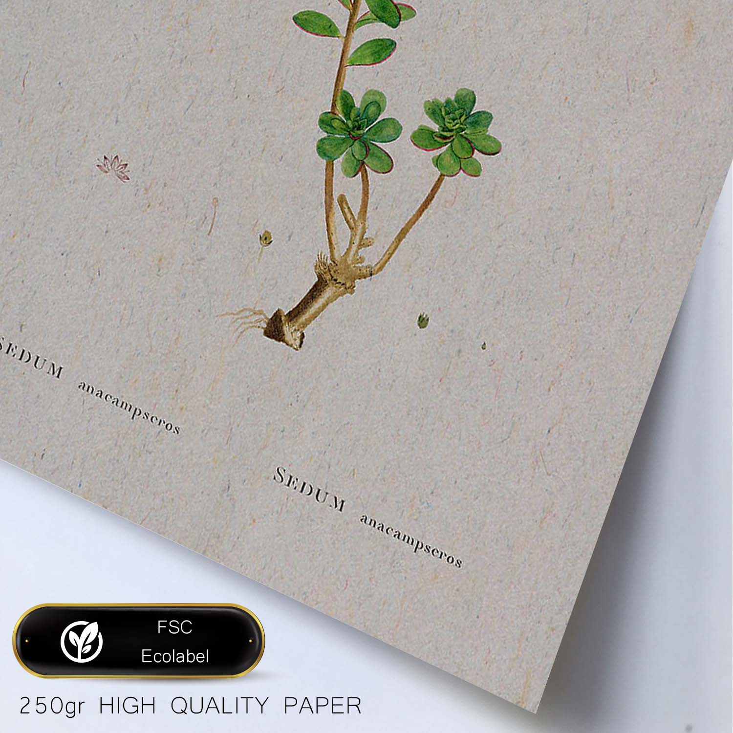 Lámina Naturaleza - 056. Pósters con ilustraciones en acuarela de Pierre-Joseph Redouté.-Artwork-Nacnic-Nacnic Estudio SL