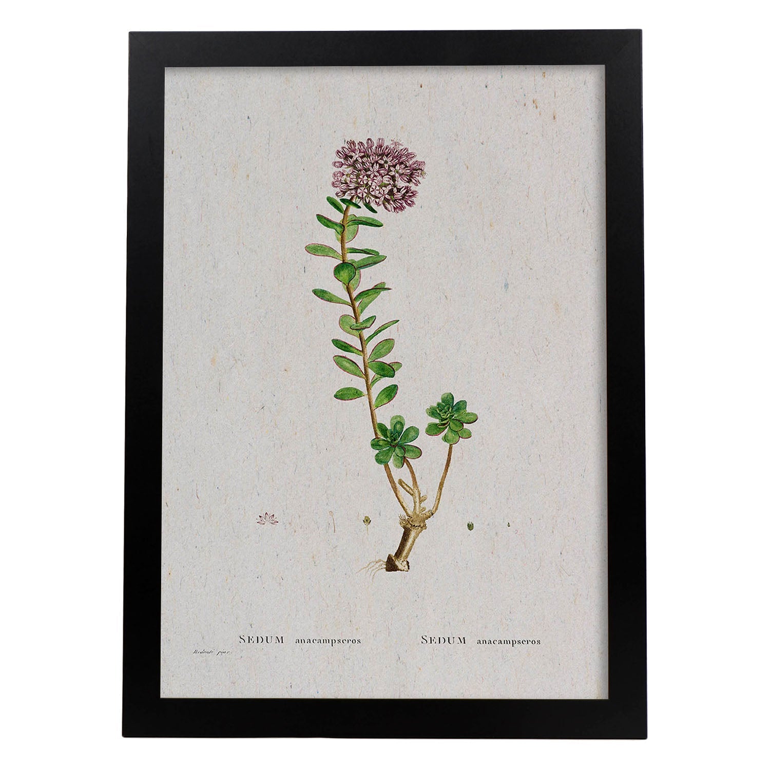 Lámina Naturaleza - 056. Pósters con ilustraciones en acuarela de Pierre-Joseph Redouté.-Artwork-Nacnic-A3-Marco Negro-Nacnic Estudio SL