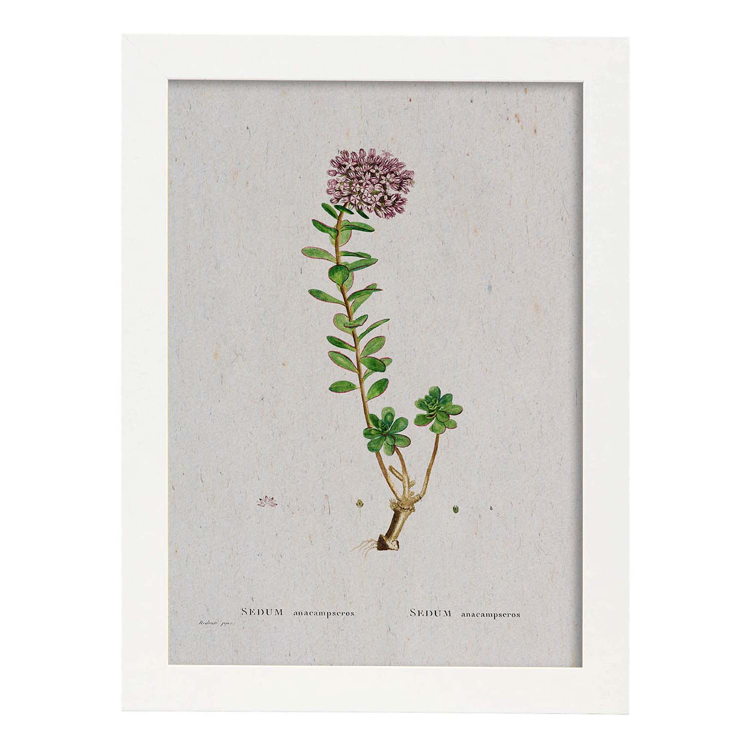 Lámina Naturaleza - 056. Pósters con ilustraciones en acuarela de Pierre-Joseph Redouté.-Artwork-Nacnic-A4-Marco Blanco-Nacnic Estudio SL