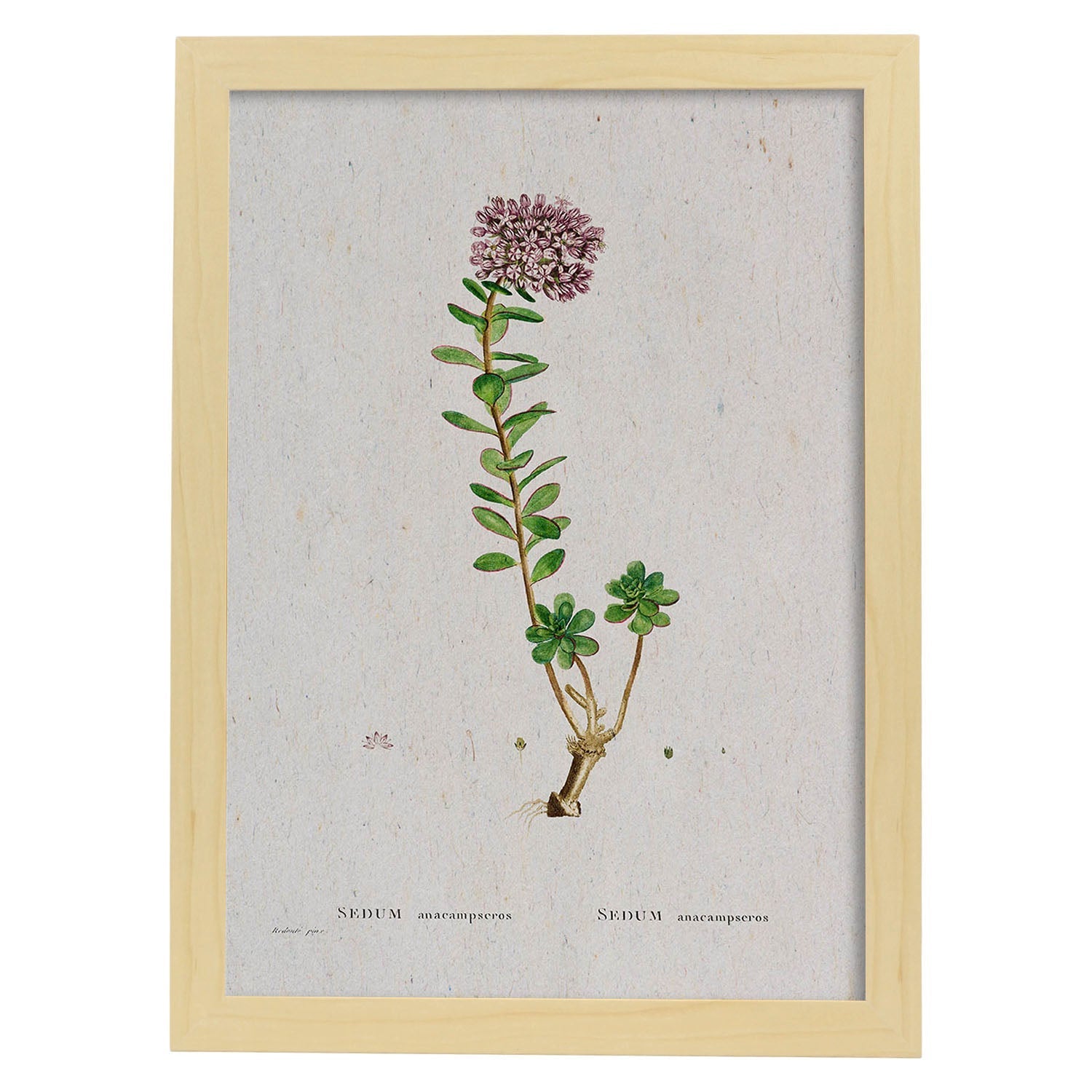 Lámina Naturaleza - 056. Pósters con ilustraciones en acuarela de Pierre-Joseph Redouté.-Artwork-Nacnic-A4-Marco Madera clara-Nacnic Estudio SL
