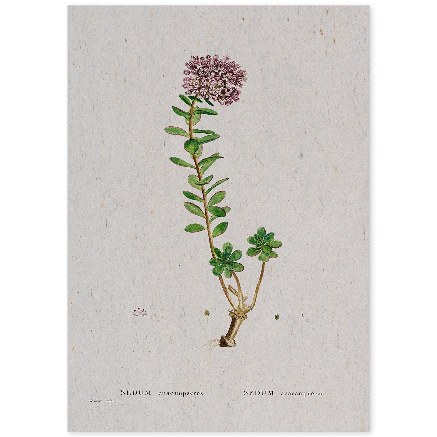 Lámina Naturaleza - 056. Pósters con ilustraciones en acuarela de Pierre-Joseph Redouté.-Artwork-Nacnic-A4-Sin marco-Nacnic Estudio SL