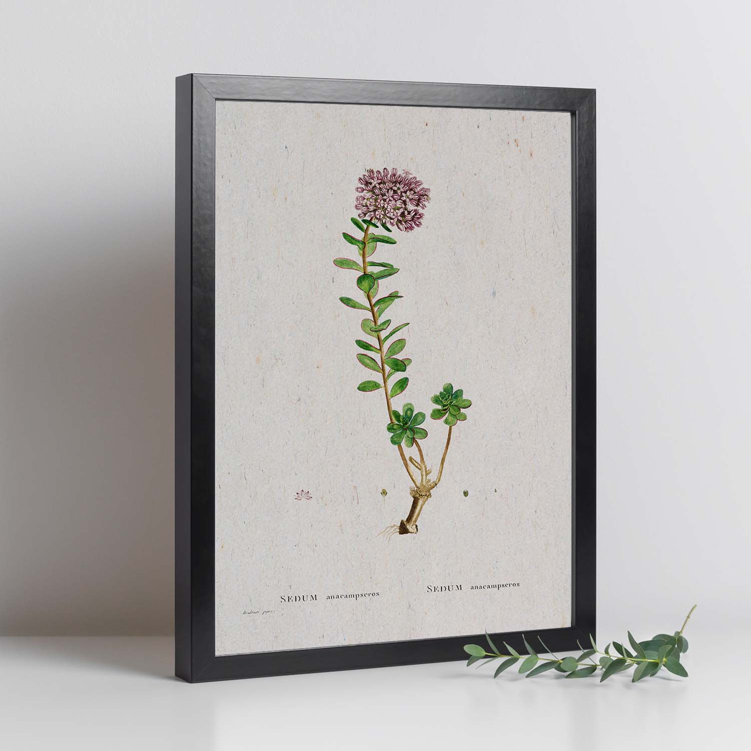 Lámina Naturaleza - 056. Pósters con ilustraciones en acuarela de Pierre-Joseph Redouté.-Artwork-Nacnic-Nacnic Estudio SL