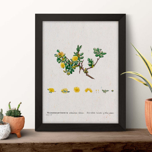 Lámina Naturaleza - 058. Pósters con ilustraciones en acuarela de Pierre-Joseph Redouté.-Artwork-Nacnic-Nacnic Estudio SL