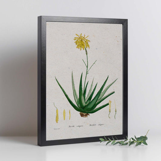 Lámina Naturaleza - 059. Pósters con ilustraciones en acuarela de Pierre-Joseph Redouté.-Artwork-Nacnic-Nacnic Estudio SL