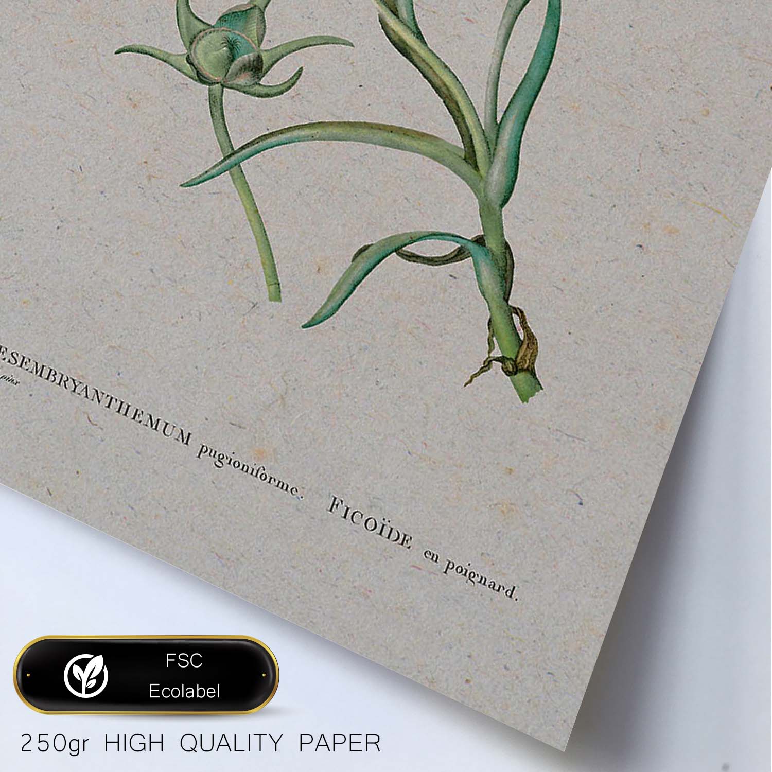 Lámina Naturaleza - 063. Pósters con ilustraciones en acuarela de Pierre-Joseph Redouté.-Artwork-Nacnic-Nacnic Estudio SL