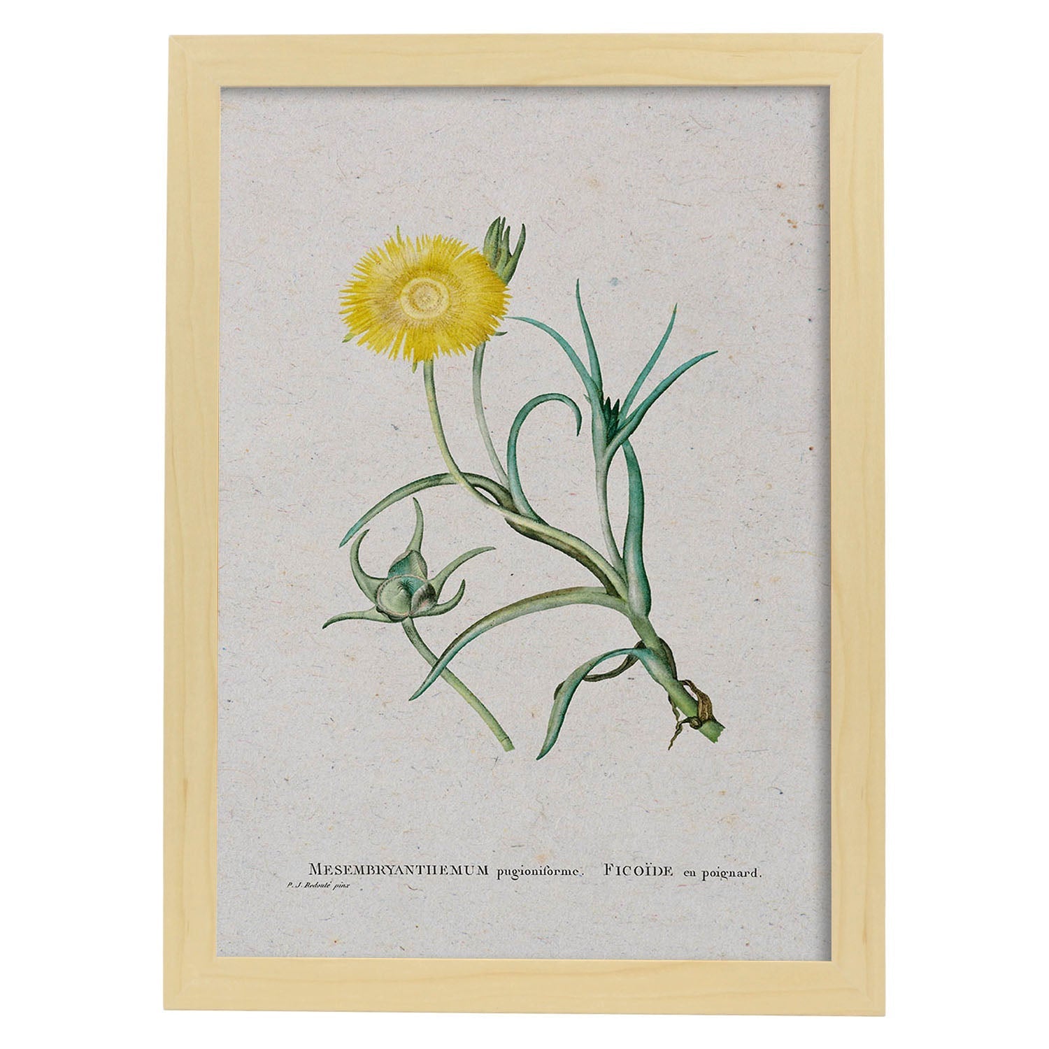 Lámina Naturaleza - 063. Pósters con ilustraciones en acuarela de Pierre-Joseph Redouté.-Artwork-Nacnic-A3-Marco Madera clara-Nacnic Estudio SL