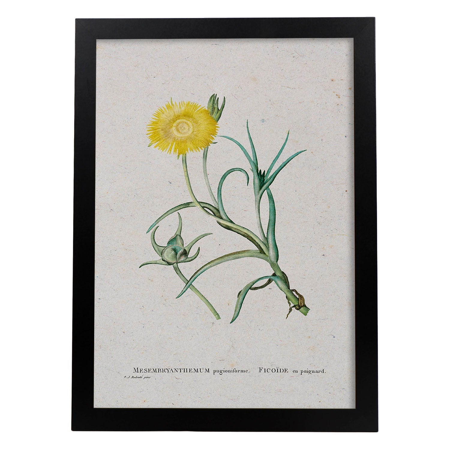 Lámina Naturaleza - 063. Pósters con ilustraciones en acuarela de Pierre-Joseph Redouté.-Artwork-Nacnic-A3-Marco Negro-Nacnic Estudio SL