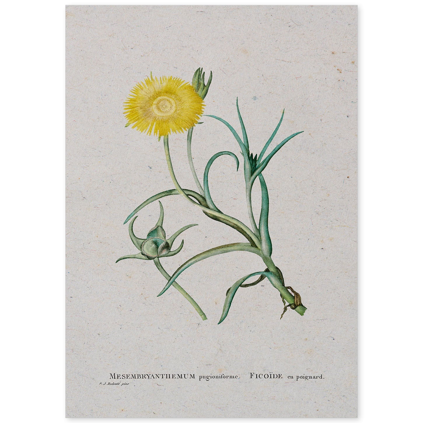 Lámina Naturaleza - 063. Pósters con ilustraciones en acuarela de Pierre-Joseph Redouté.-Artwork-Nacnic-A4-Sin marco-Nacnic Estudio SL