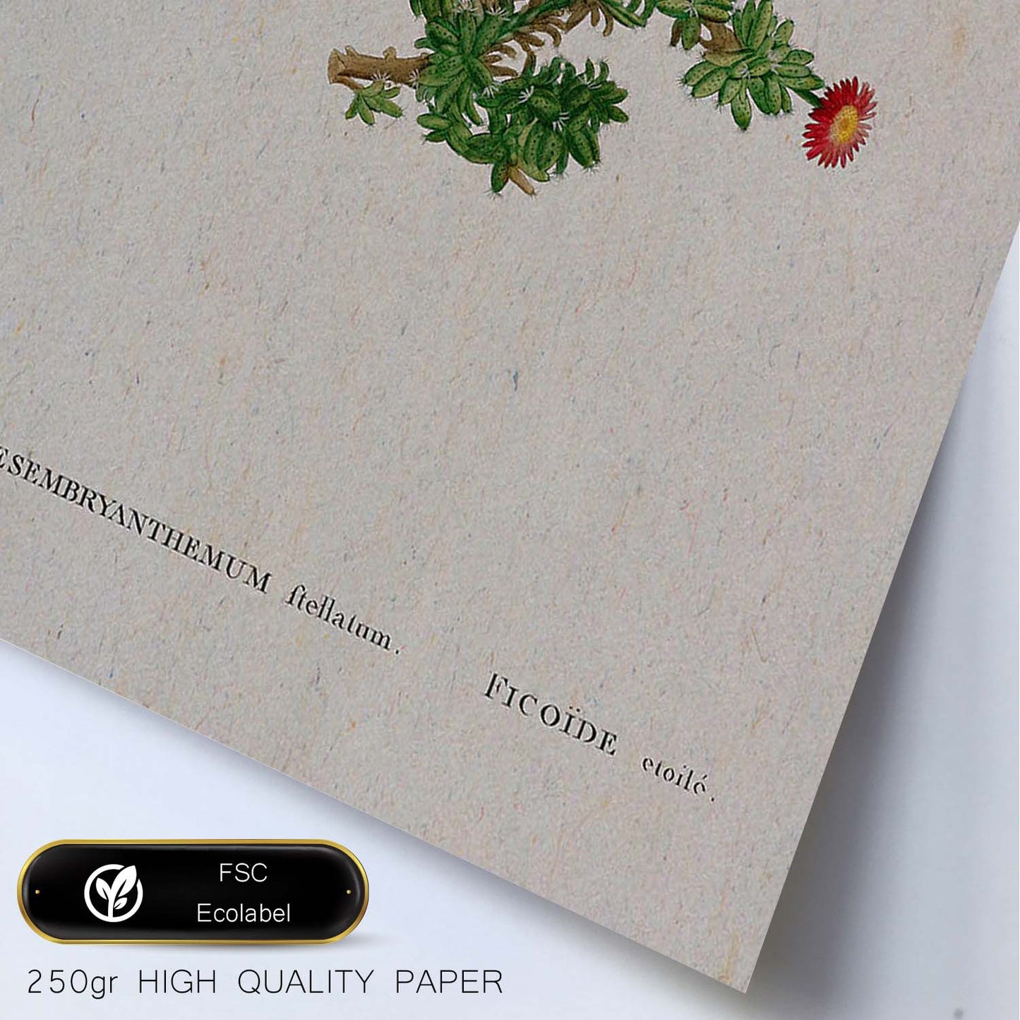 Lámina Naturaleza - 064. Pósters con ilustraciones en acuarela de Pierre-Joseph Redouté.-Artwork-Nacnic-Nacnic Estudio SL