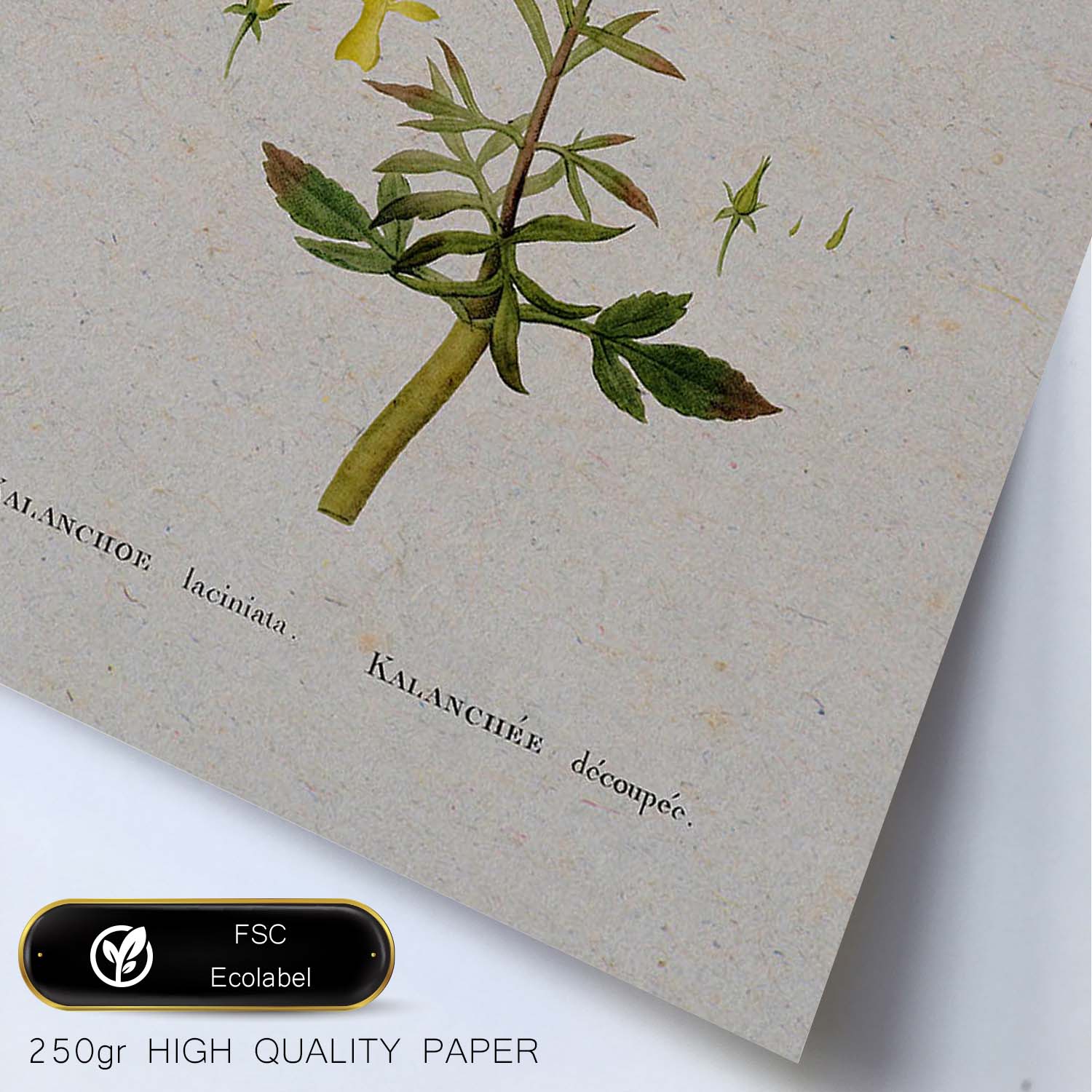 Lámina Naturaleza - 067. Pósters con ilustraciones en acuarela de Pierre-Joseph Redouté.-Artwork-Nacnic-Nacnic Estudio SL