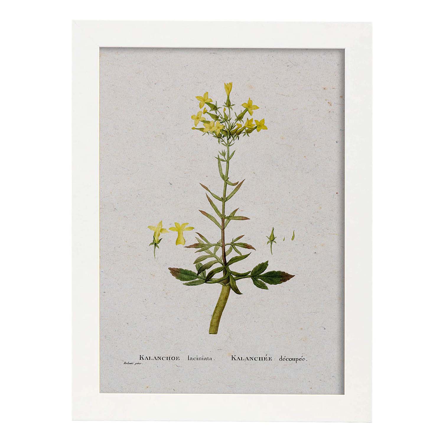 Lámina Naturaleza - 067. Pósters con ilustraciones en acuarela de Pierre-Joseph Redouté.-Artwork-Nacnic-A4-Marco Blanco-Nacnic Estudio SL