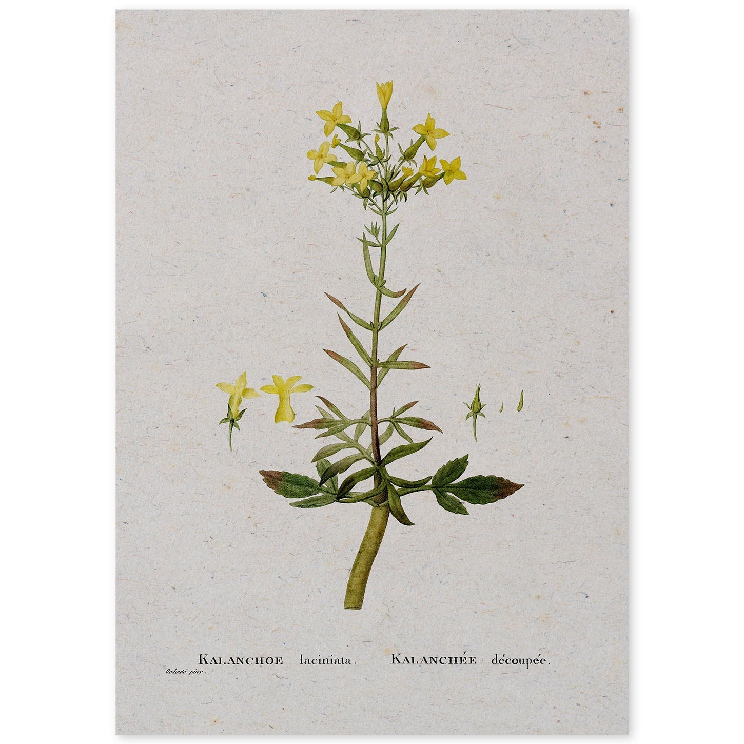 Lámina Naturaleza - 067. Pósters con ilustraciones en acuarela de Pierre-Joseph Redouté.-Artwork-Nacnic-A4-Sin marco-Nacnic Estudio SL