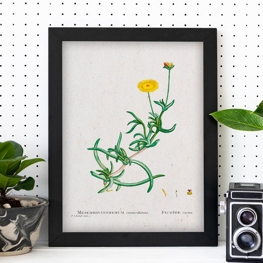 Lámina Naturaleza - 069. Pósters con ilustraciones en acuarela de Pierre-Joseph Redouté.-Artwork-Nacnic-Nacnic Estudio SL