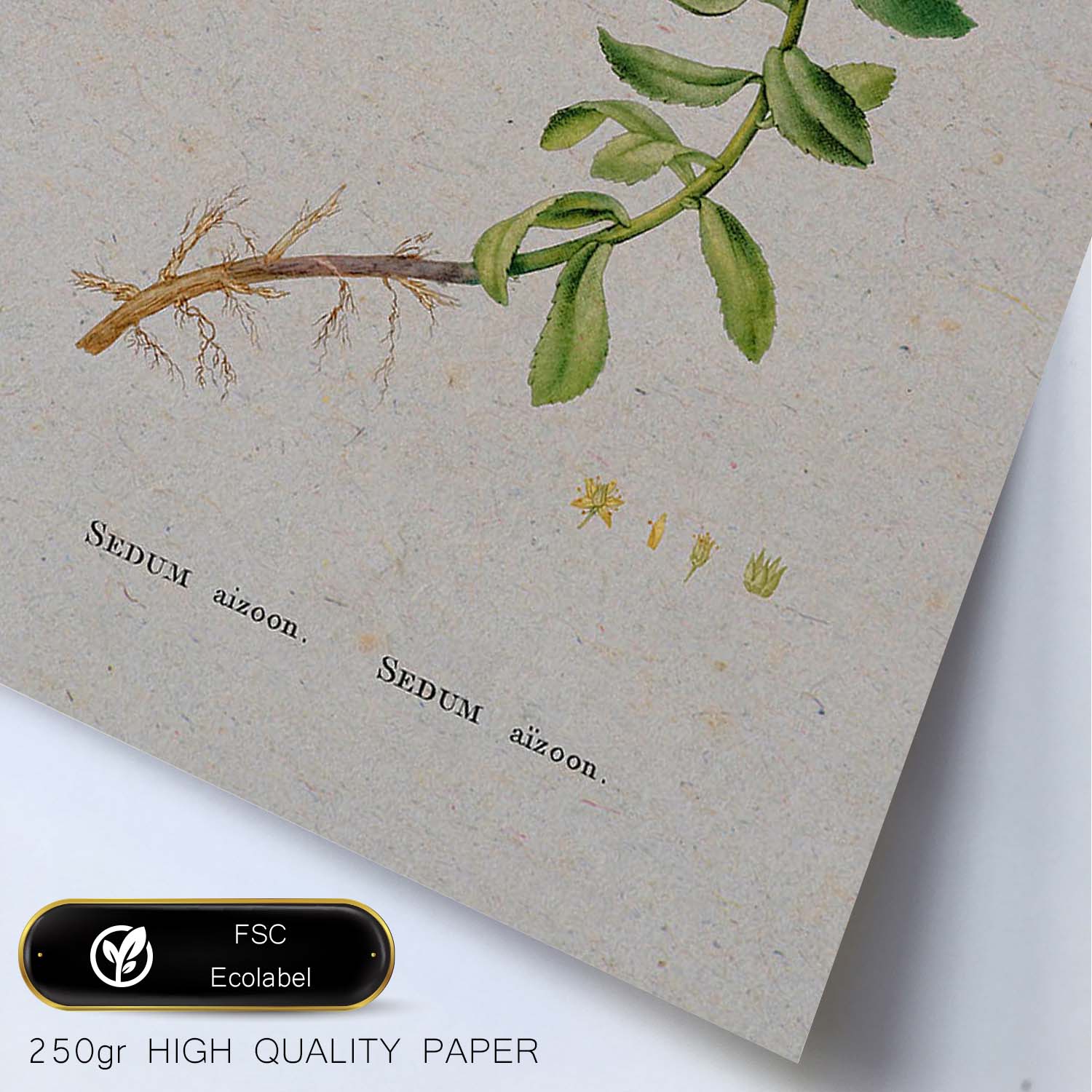 Lámina Naturaleza - 071. Pósters con ilustraciones en acuarela de Pierre-Joseph Redouté.-Artwork-Nacnic-Nacnic Estudio SL