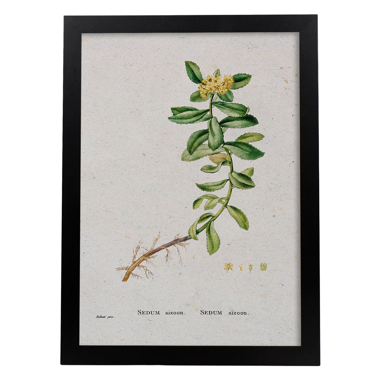 Lámina Naturaleza - 071. Pósters con ilustraciones en acuarela de Pierre-Joseph Redouté.-Artwork-Nacnic-A3-Marco Negro-Nacnic Estudio SL